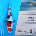 Sanke Juara 25cm