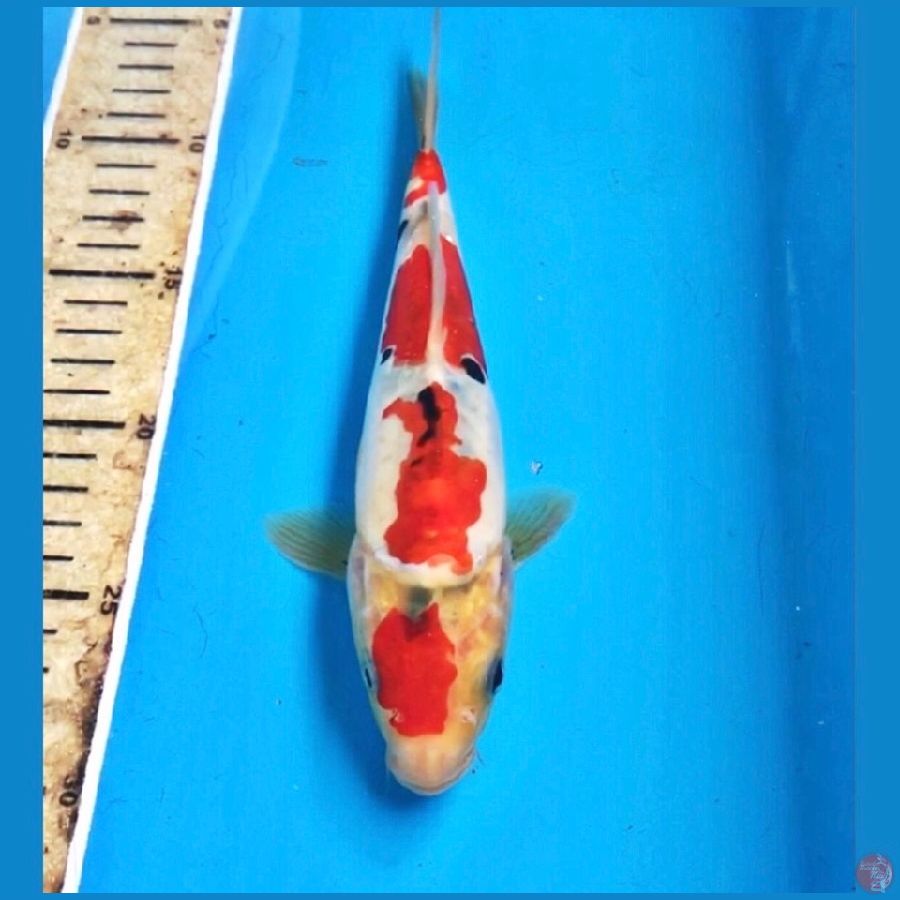 showa doitsu 23cm