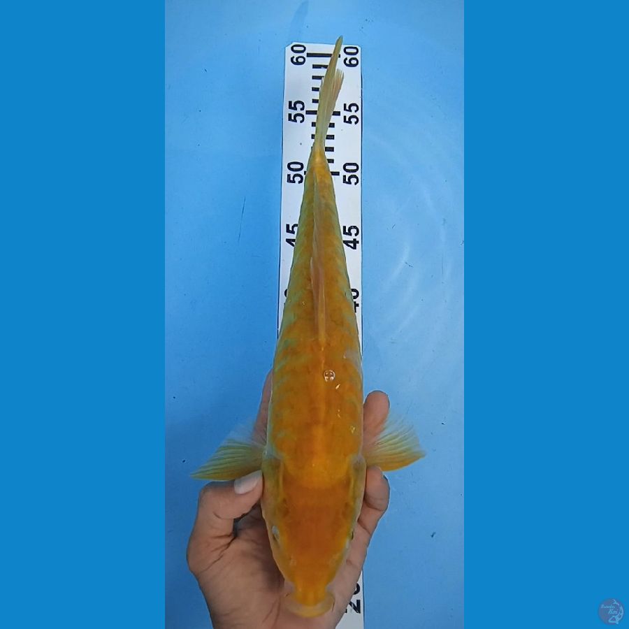 karashi aragoke size : 36 cm 