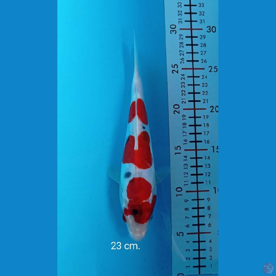 kawarimono 23 cm.