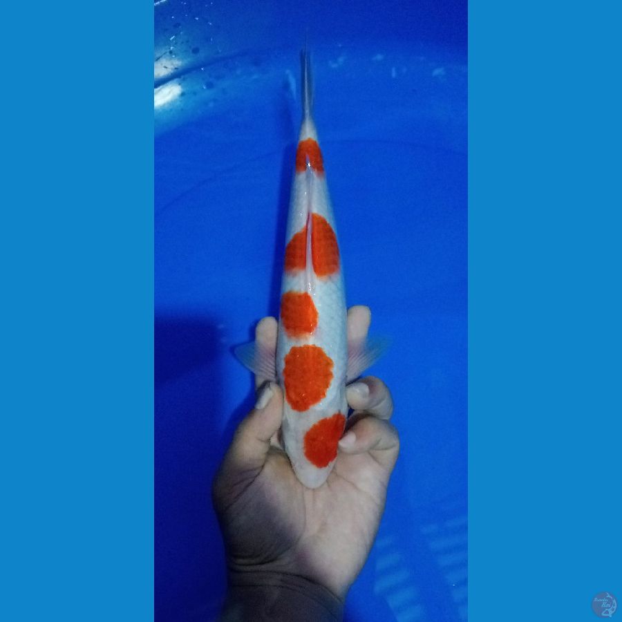 KOHAKU SAKURA 27 CM