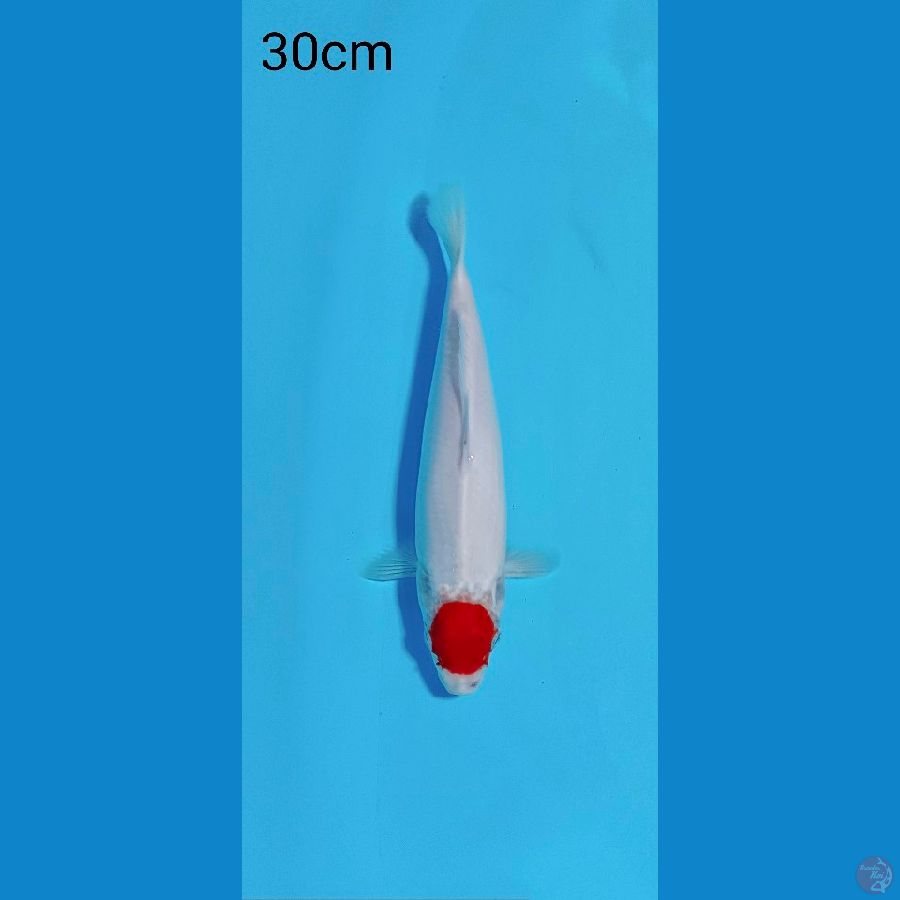 TANCO KOHAKU 30 CM