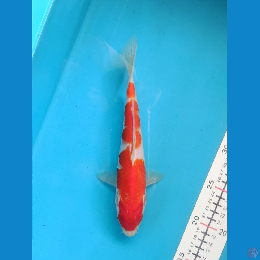 KOHAKU 23CM FEMALE