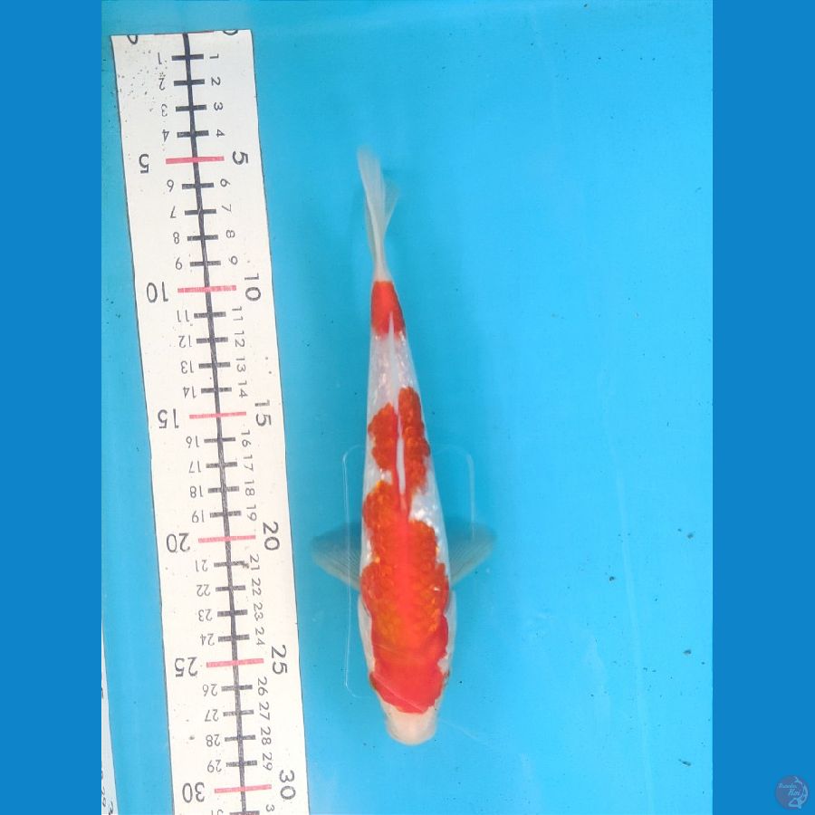 KOHAKU GINRIN 21CM FEMALE 