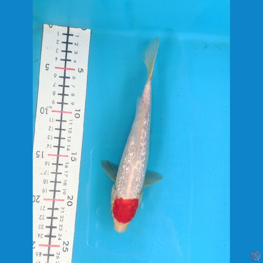 TANCHO KOHAKU GINRIN 21CM MALE