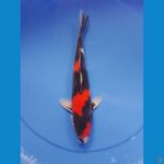 showa black jet 32cm/male