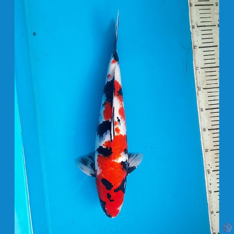44cm Tategoi showa Male