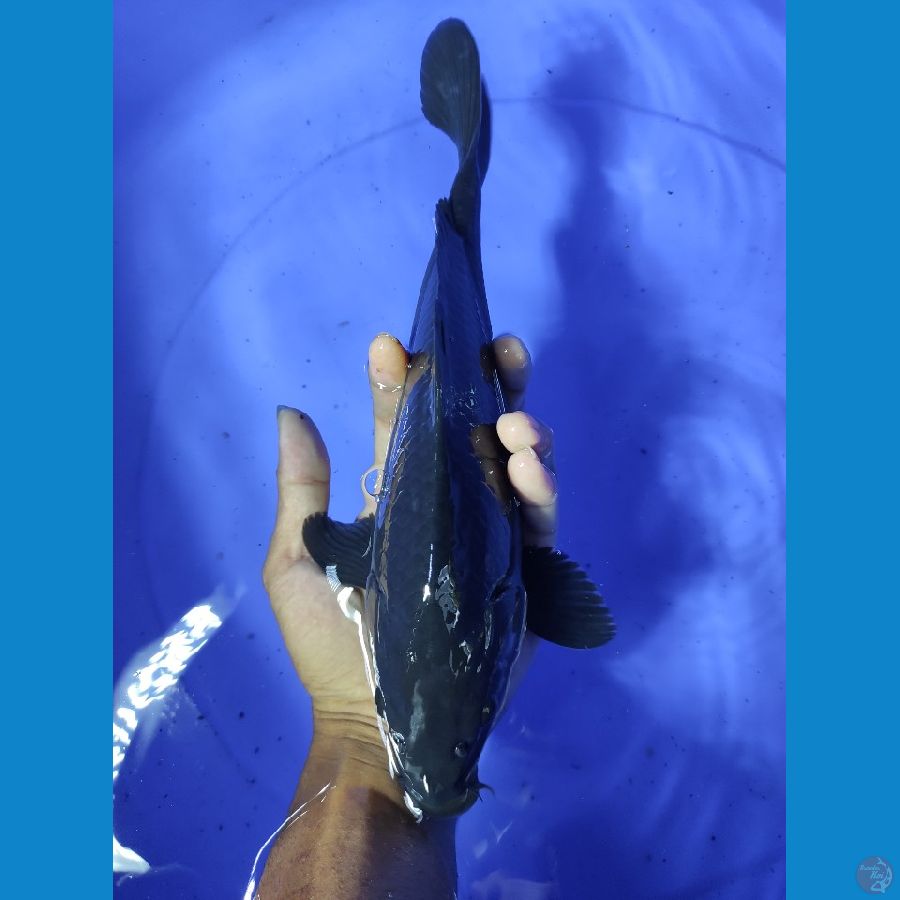 30cm