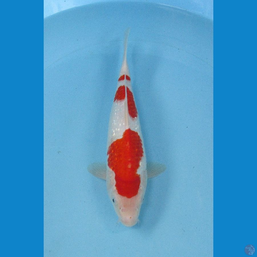 kohaku ginrin ±31cm