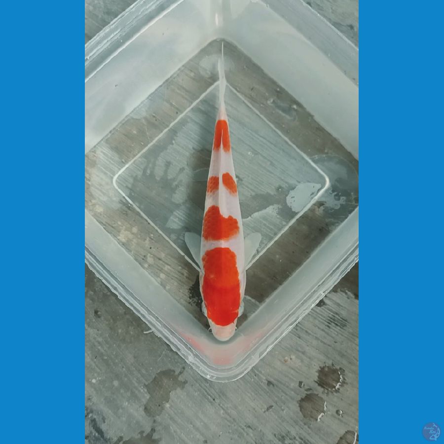 Kohaku 18cm