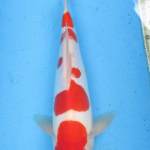 Kohaku Doitsu 30cm Male