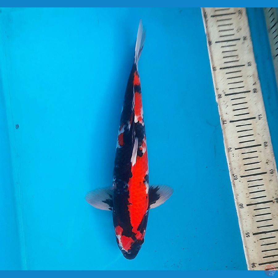 Showa strong 40cm male