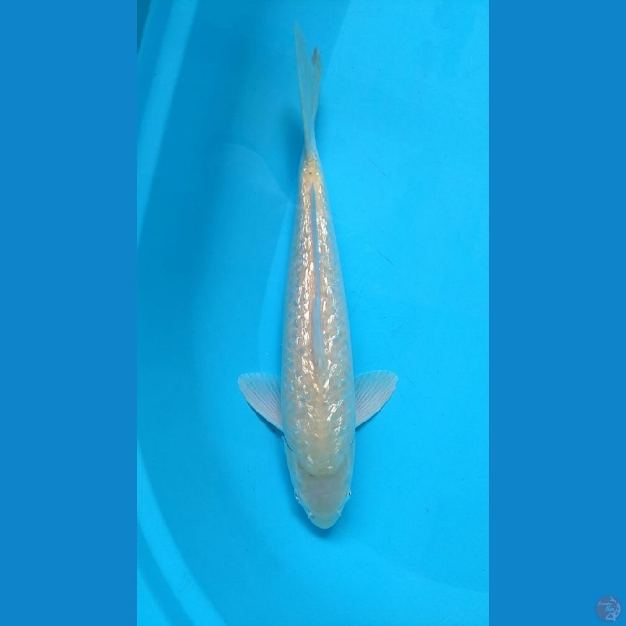3. karasi ginrin Male //36cm