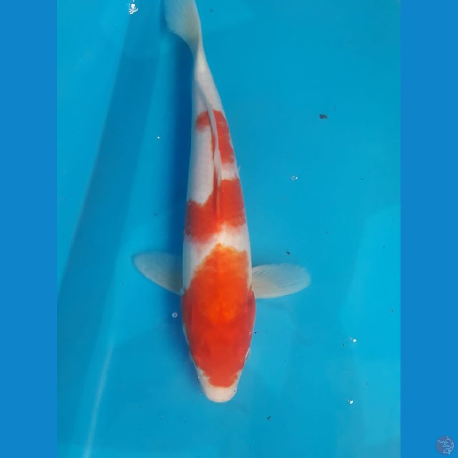 Kohaku 34 Cm