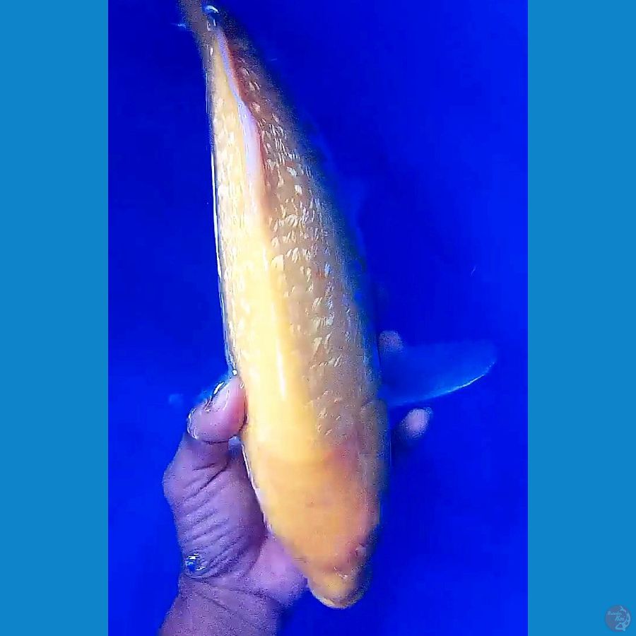 jumbo mata merah ginrin f41 cm