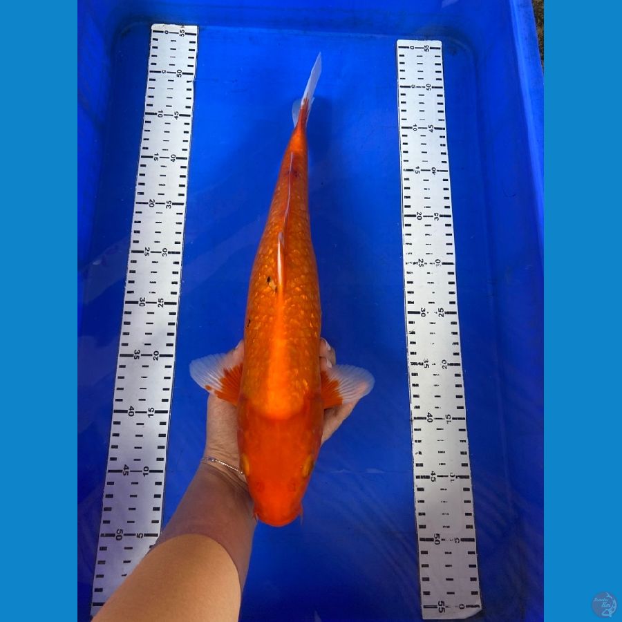 akahajiro 41 cm