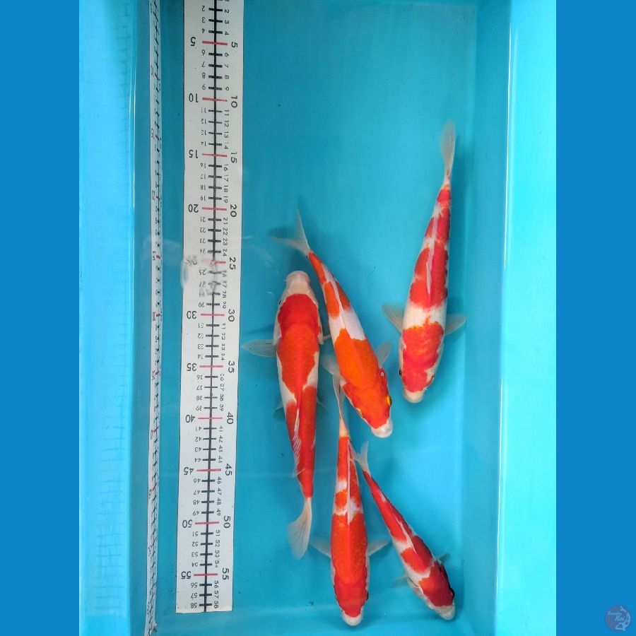 MIX KOHAKU 20-25CM