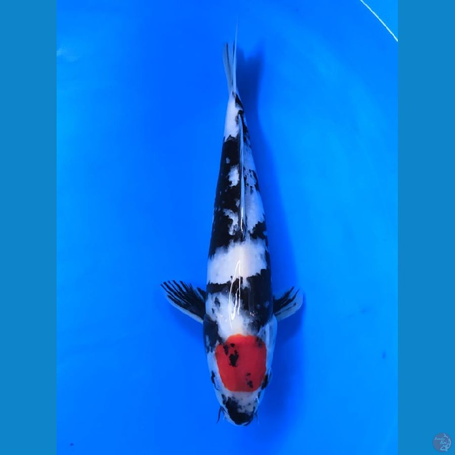 Tanco Showa 24cm