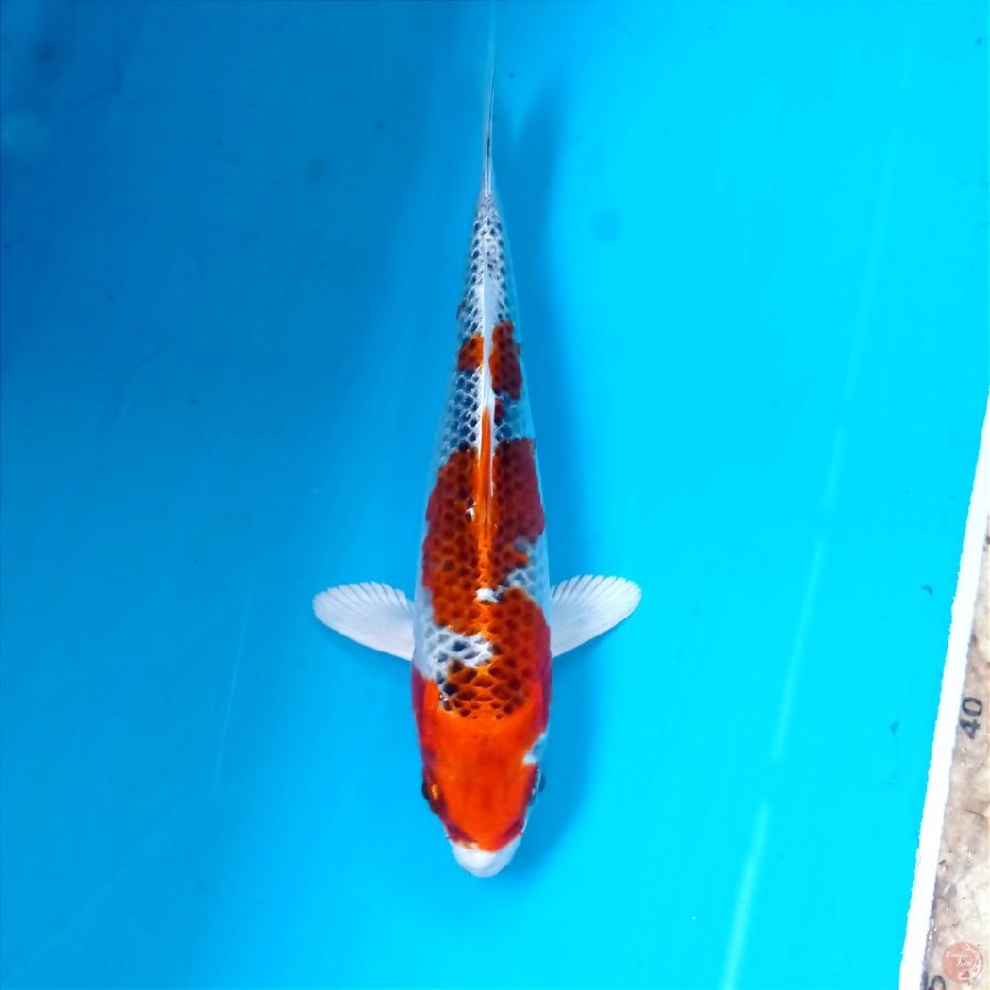 kujaku, 15 cm