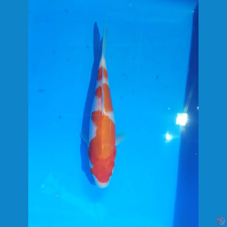 Kohaku SQ