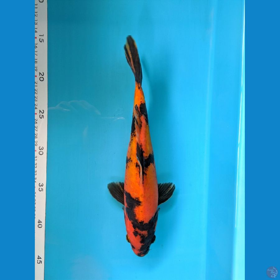 HI UTSURI DOITSU MALE 27CM