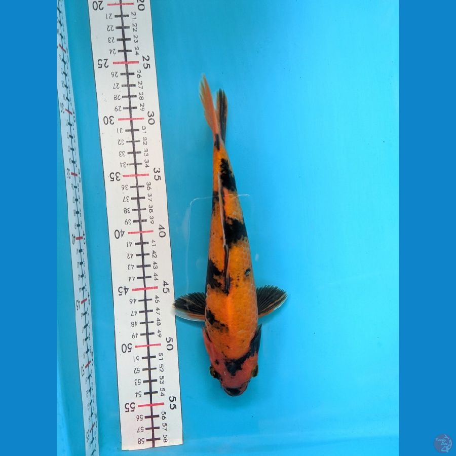 HI UTSURI 27CM FEMALE