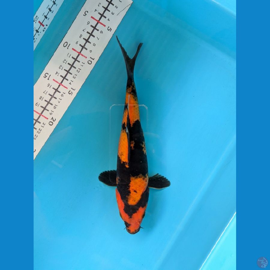 HI UTSURI 25CM FEMALE 