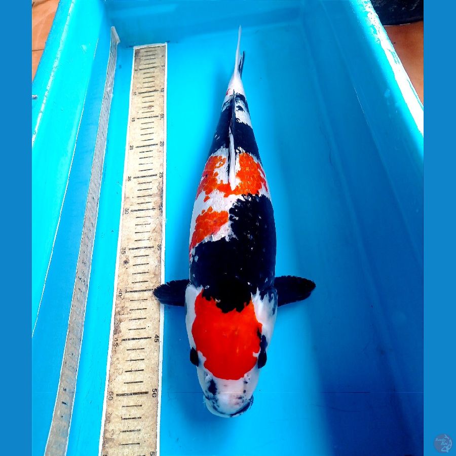 showa ginrin 47cm