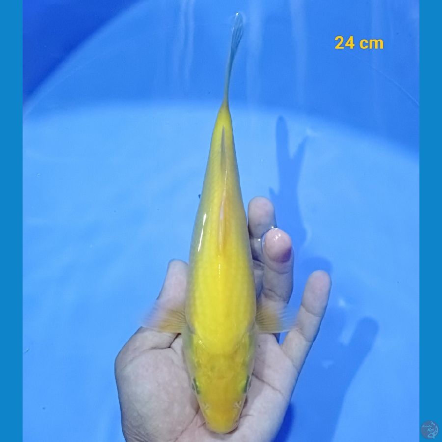 karasi lemon 24 cm