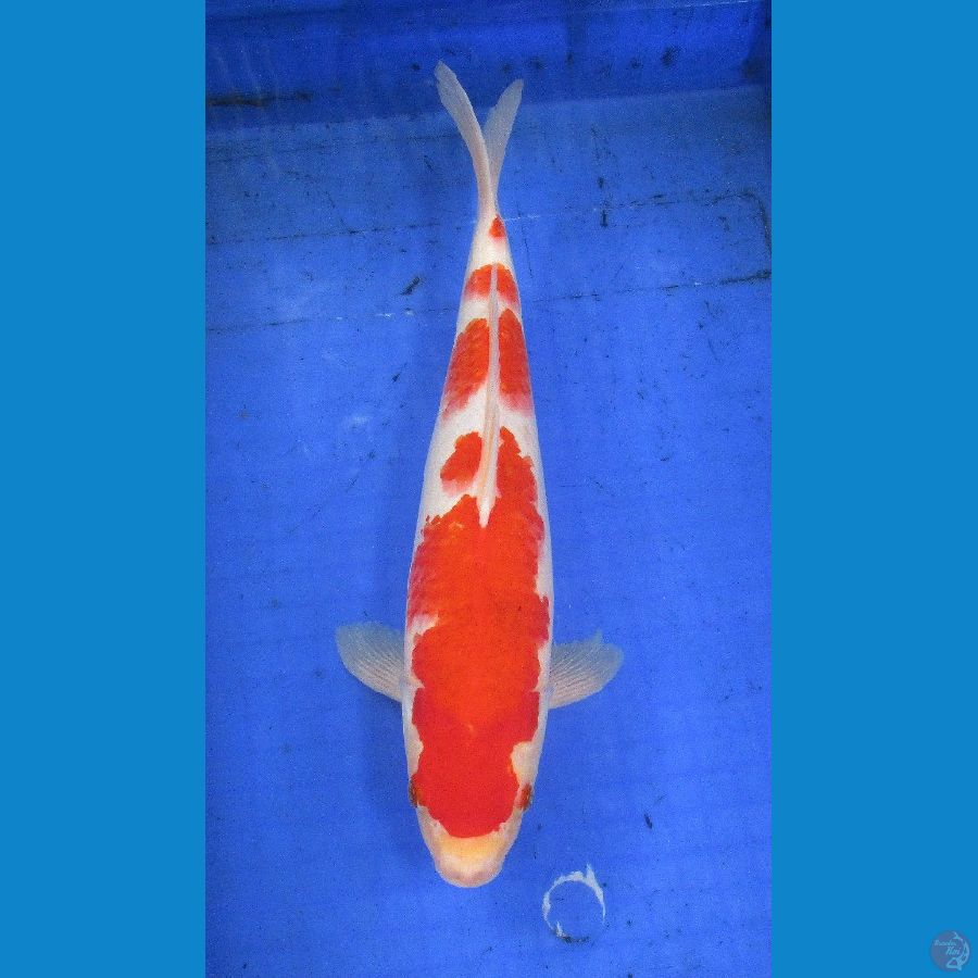 kohaku ±38cm