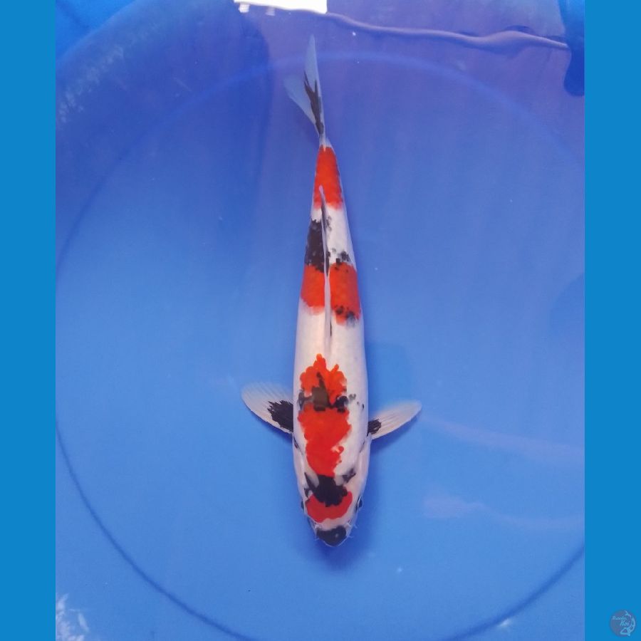 showa 32cm/male