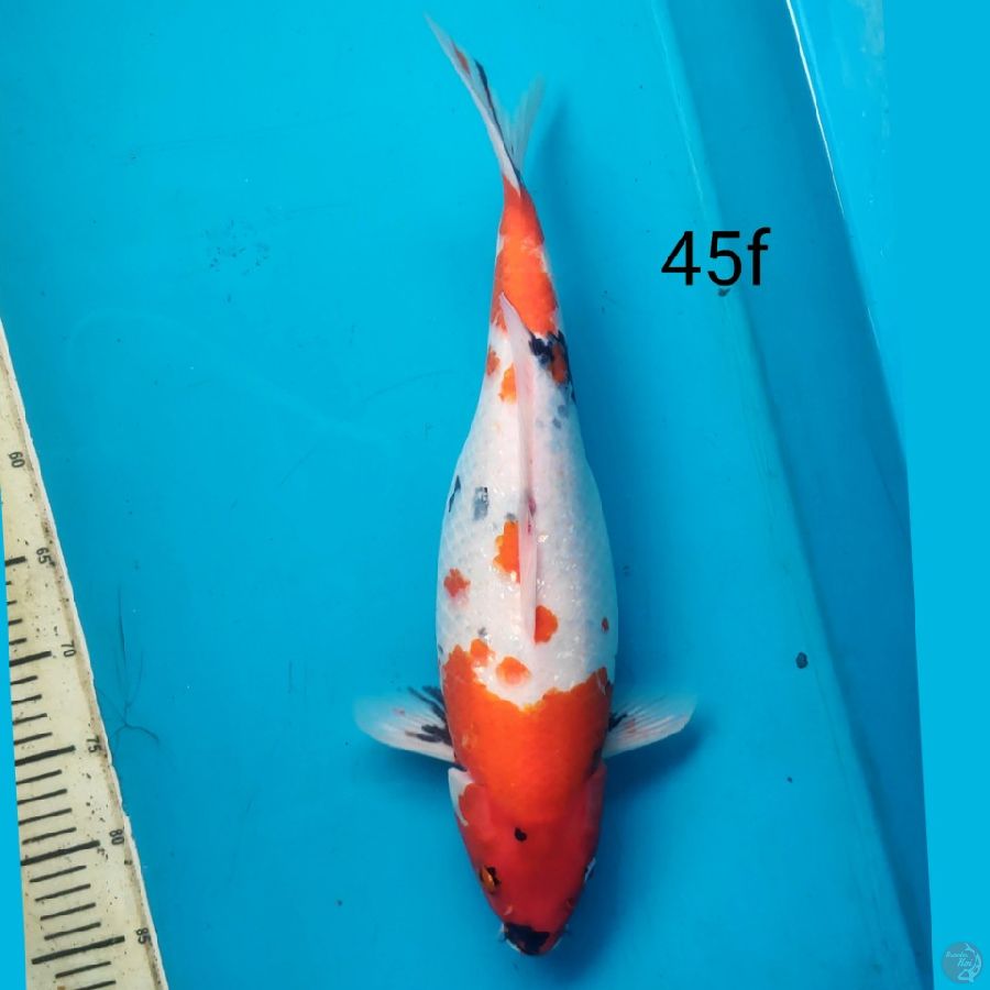 showa gidrin, 45cm female