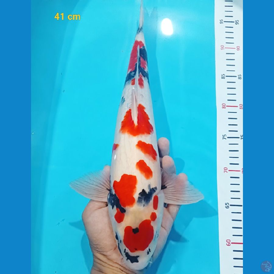 kindai showa male 41 cm