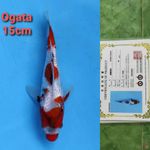 OGATA SHOWA GINRIN 15CM SERTI