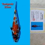 TANIGUCHI SHOWA GINRIN 18CM SERTI