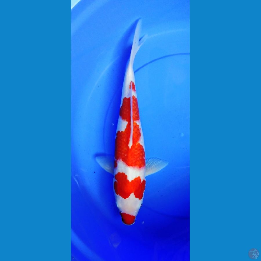 kohaku 46 cm F vidio japri