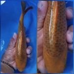 bahan kipp karamel jagung 24 cm