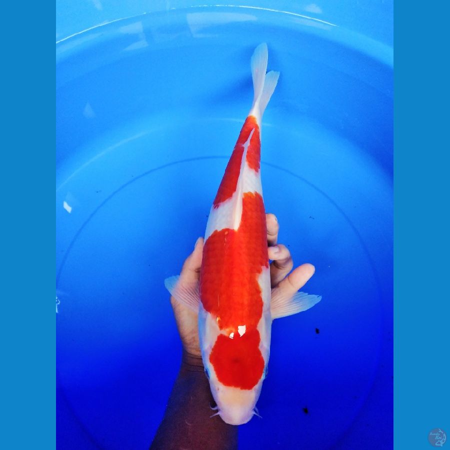 kohaku 38 cm F