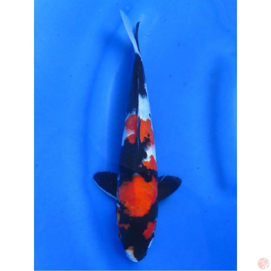 Showa Pekat Male , 28cm