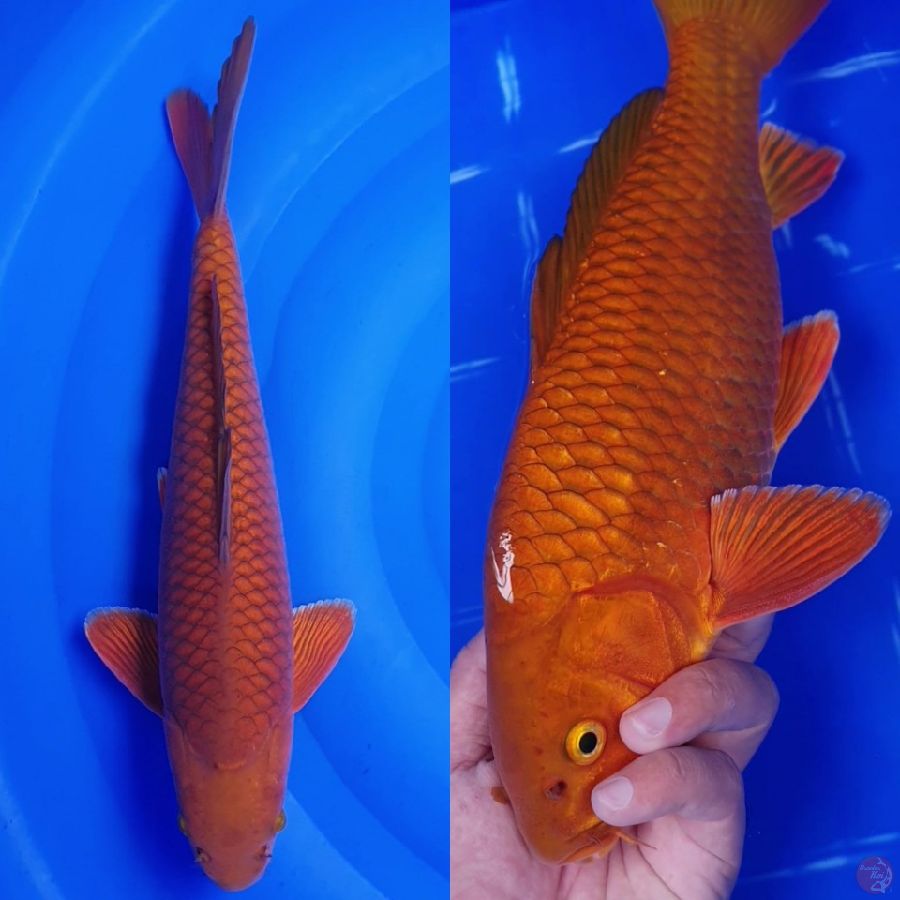 Chagoi Tembaga 37cm male