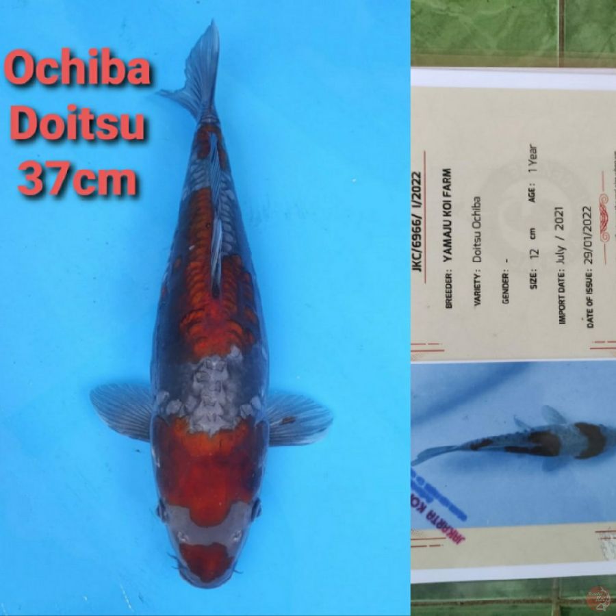 YAMAJYU OCHIBA DOITSU 37CM SERTI