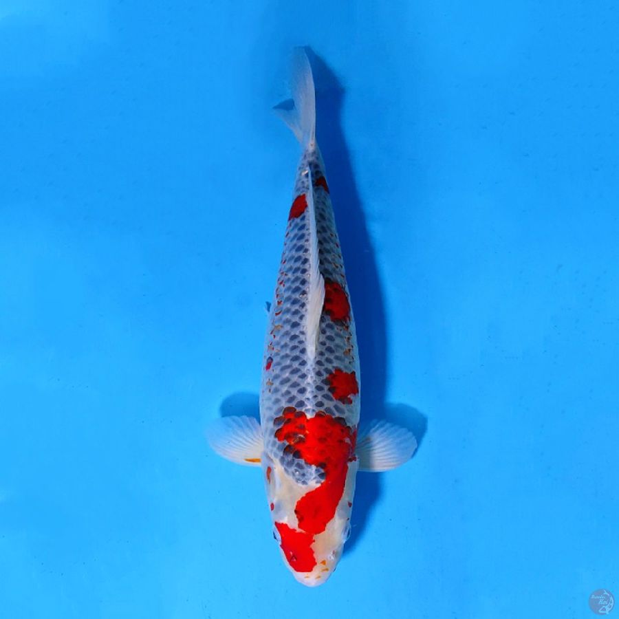 F42CM GOSHIKI MURNI JUMBO