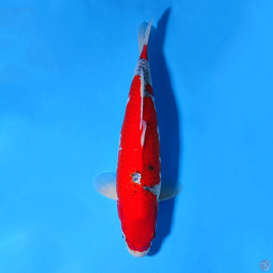 F43CM GOSHIKI RACHING