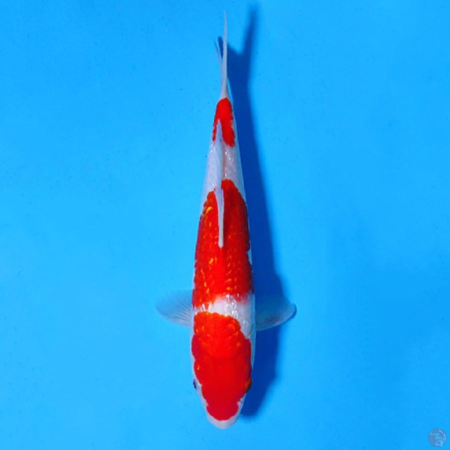 F30CM GINRIN KOHAKU ORIGINAL