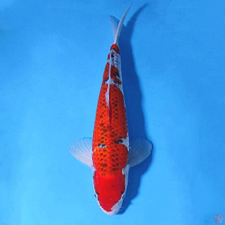 M43CM GOSHIKI