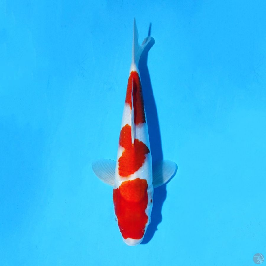 M30CM KOHAKU 3 STEP ORIGINAL