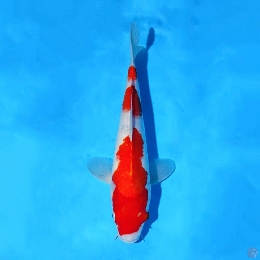 F31CM KOHAKU 3 STEP