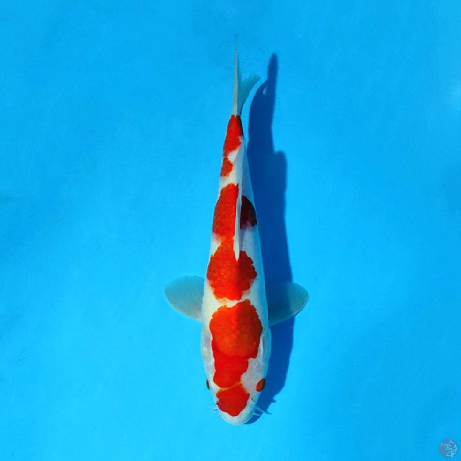 F30CM KOHAKU