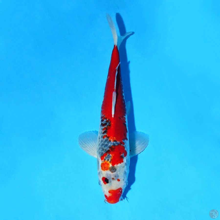 M35CM GOSHIKI