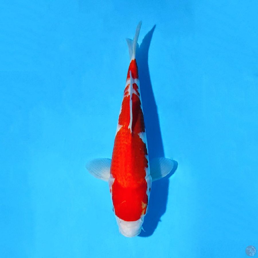 F32CM KOHAKU